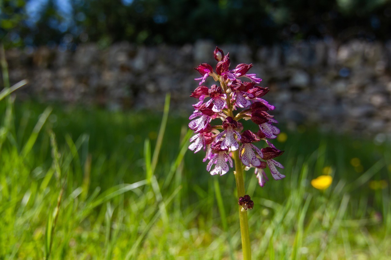 PNR Des Causses Du Quercy-orchidées Du Lot